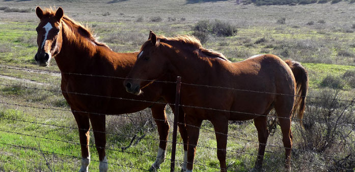 Horses