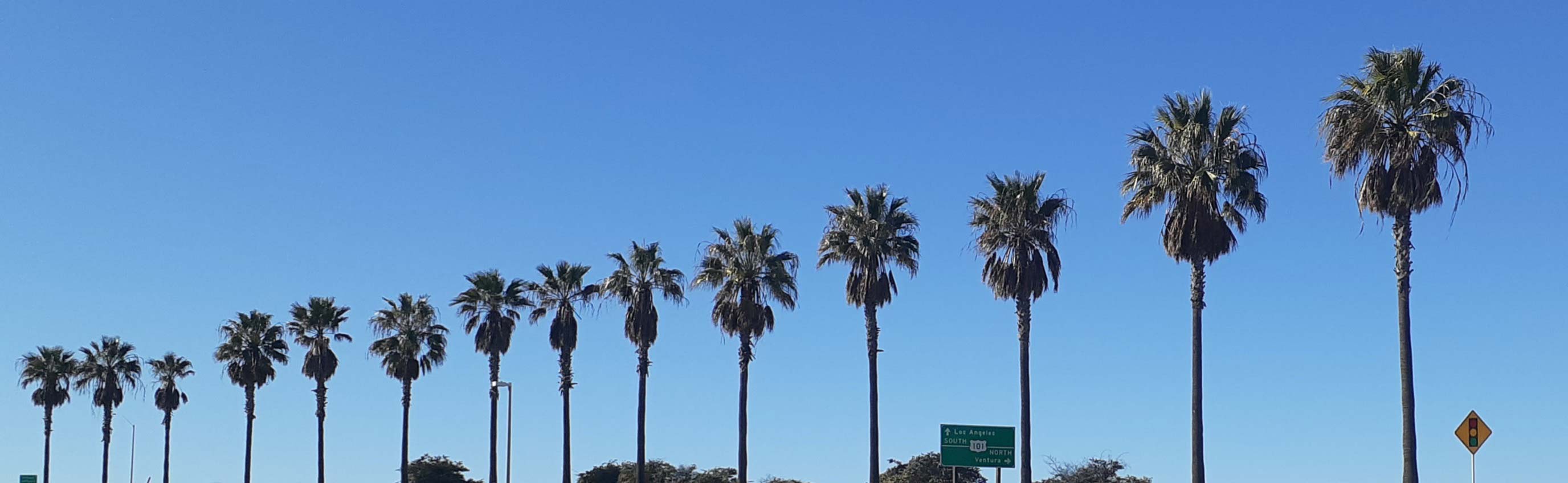 Row of Palm Trees