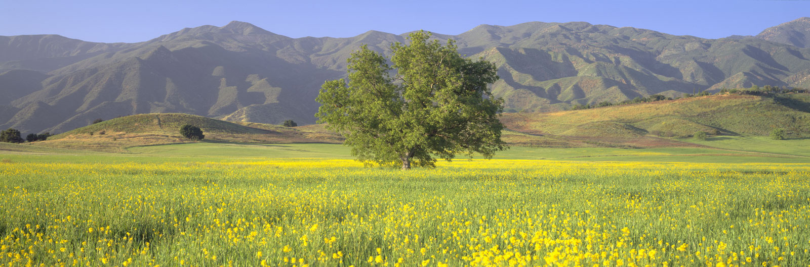 Flowers in field